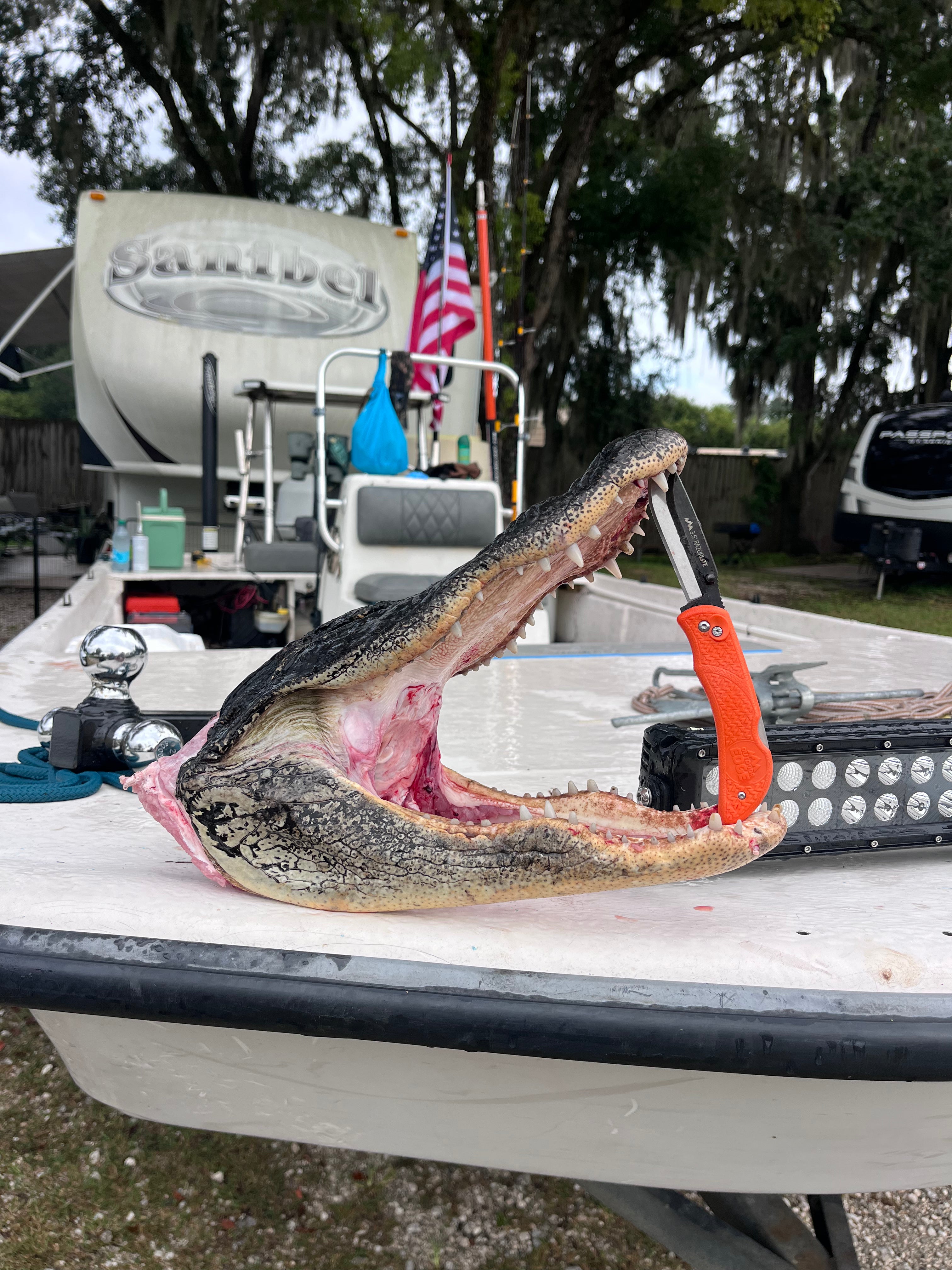 Alligator on a boat with a RV and flags in the background